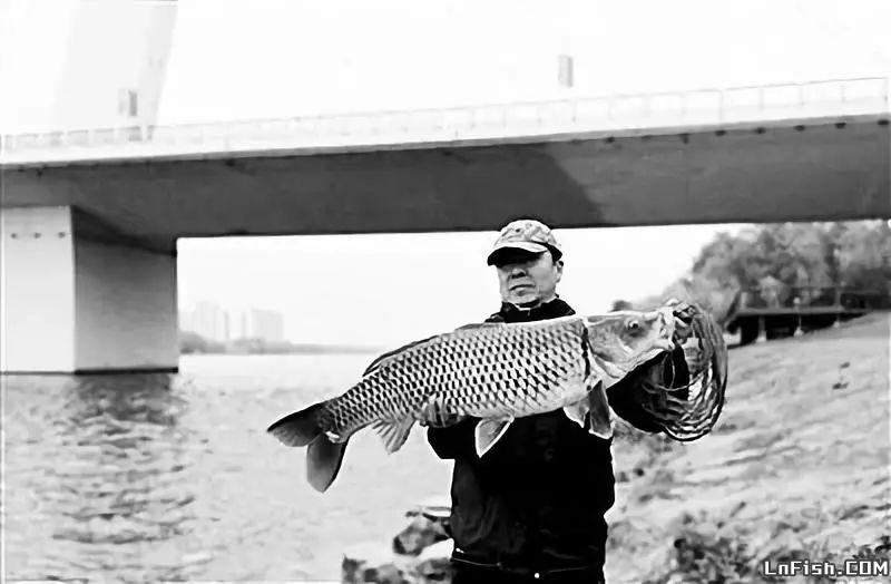 沈阳浑河31斤大鲤鱼出水！！