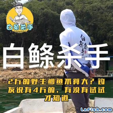 白条杀手 2斤的野生鲫鱼不算大？钓友说有4斤的，有没有试试才知道